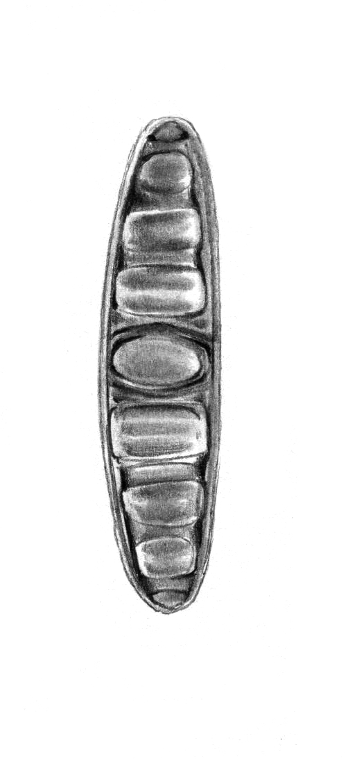 Dictyocha speculum